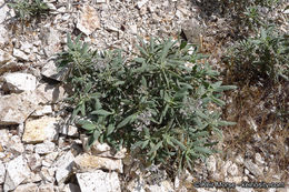 Image of thickleaf yerba santa