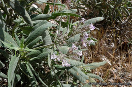 Image of thickleaf yerba santa