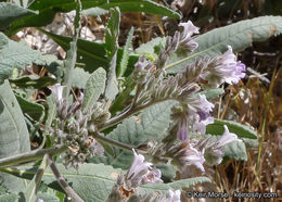 Image of thickleaf yerba santa