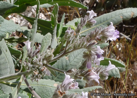 Image of thickleaf yerba santa