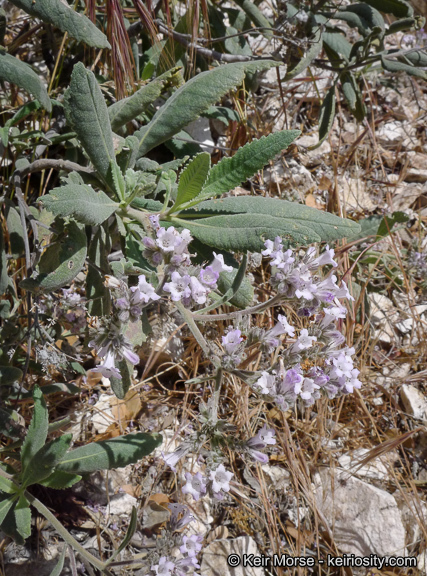 Image of thickleaf yerba santa