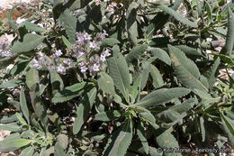 Image of thickleaf yerba santa