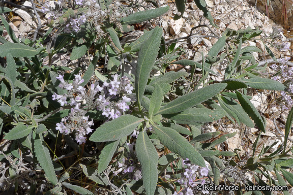 Image of thickleaf yerba santa