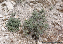 Image of thickleaf yerba santa