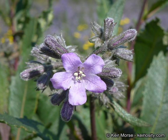 Image of thickleaf yerba santa