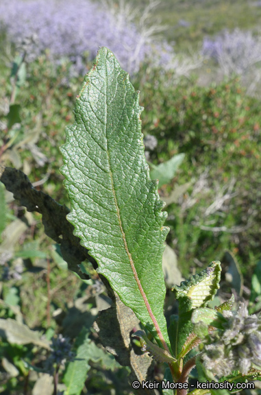 Image of thickleaf yerba santa