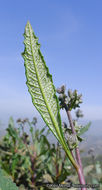 Image of thickleaf yerba santa