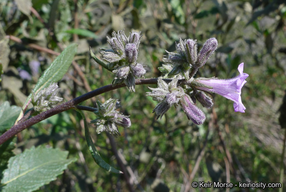 Image of thickleaf yerba santa