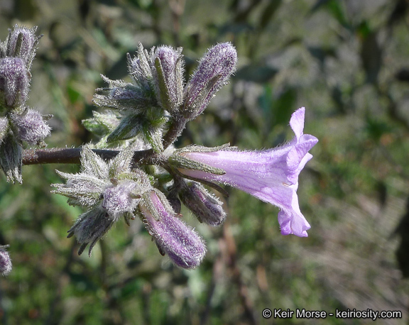 Image of thickleaf yerba santa