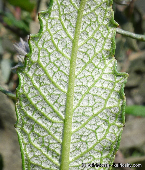 Image of thickleaf yerba santa