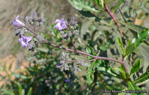 Image of thickleaf yerba santa