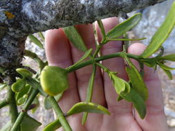 Image of dense mistletoe