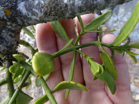 Слика од Phoradendron densum Torr. ex Trel.