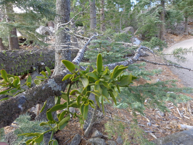 Image of dense mistletoe