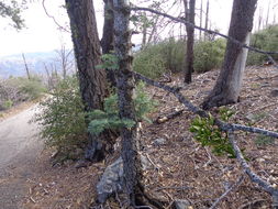 Image of dense mistletoe