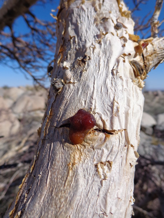 Image of elephant tree