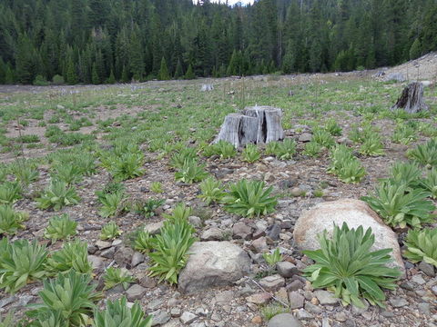 Image of Great Mullein