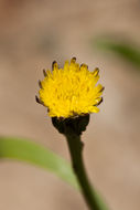 Image of smooth cat's ear