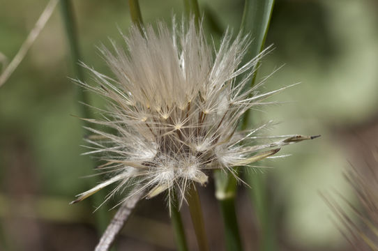 Hypochaeris glabra L. resmi