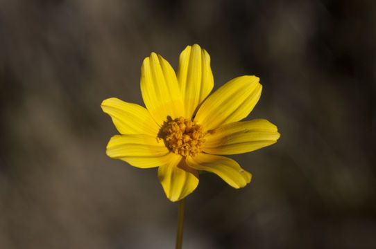 Image of <i>Leptosyne calliopsidea</i>