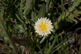 Imagem de Microseris douglasii subsp. platycarpha (A. Gray) K. L. Chambers