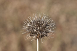 Imagem de Microseris douglasii subsp. platycarpha (A. Gray) K. L. Chambers