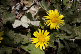 Plancia ëd Arctotheca prostrata (Salisb.) Britten