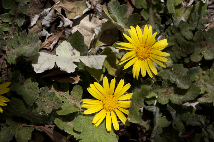 Plancia ëd Arctotheca prostrata (Salisb.) Britten