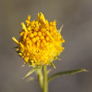 Image of yellow aster