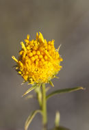 Image of yellow aster