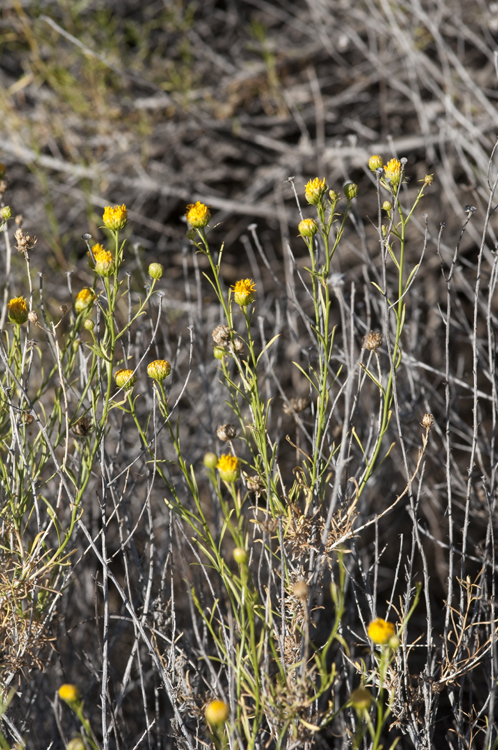 Image of yellow aster