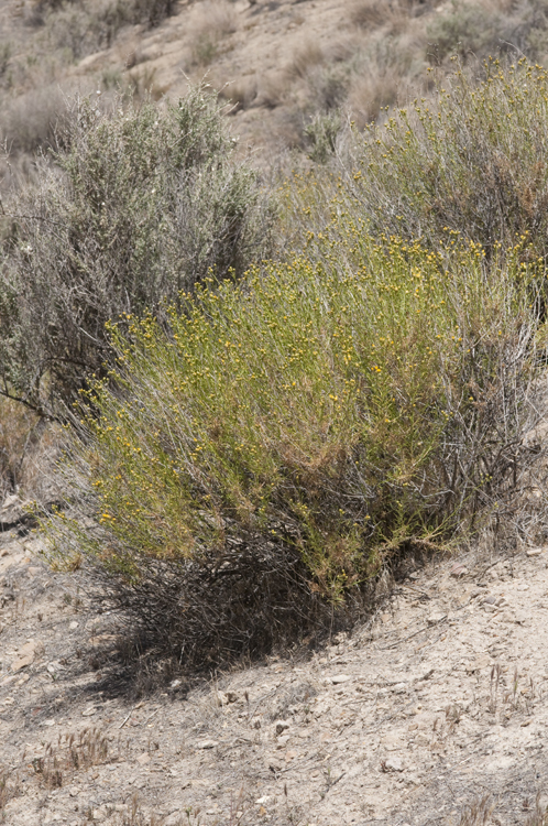 Image of yellow aster