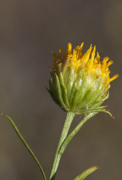 Image of yellow aster