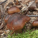 Image of Lyophyllum