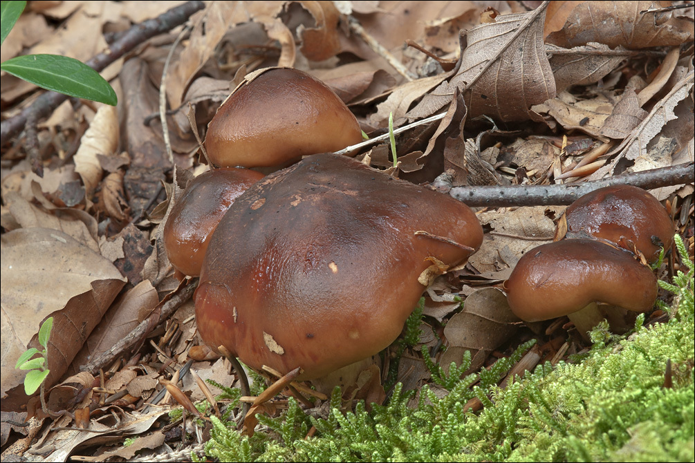 Image of Lyophyllum decastes (Fr.) Singer 1951