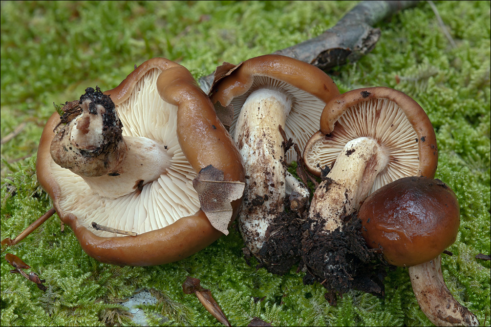 Image of Lyophyllum decastes (Fr.) Singer 1951