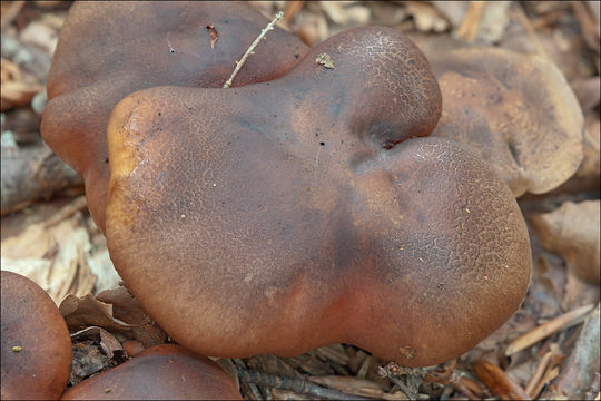 Image of Lyophyllum decastes (Fr.) Singer 1951