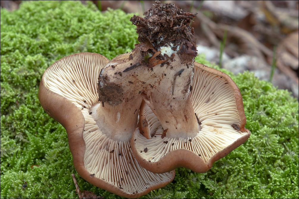 Lyophyllum decastes (Fr.) Singer 1951 resmi