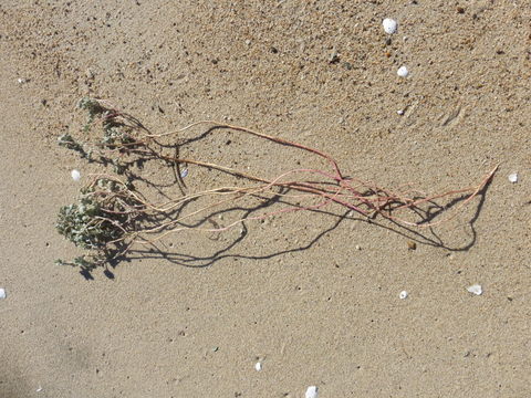 Image of beach saltbush