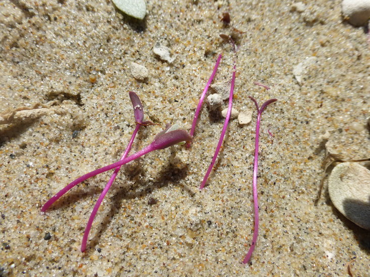 Imagem de Atriplex leucophylla (Moq.) D. Dietr.