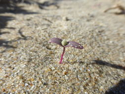 Imagem de Atriplex leucophylla (Moq.) D. Dietr.