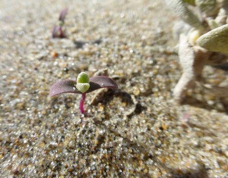 Image of beach saltbush