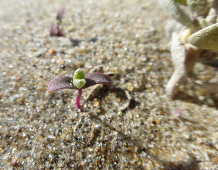 Imagem de Atriplex leucophylla (Moq.) D. Dietr.