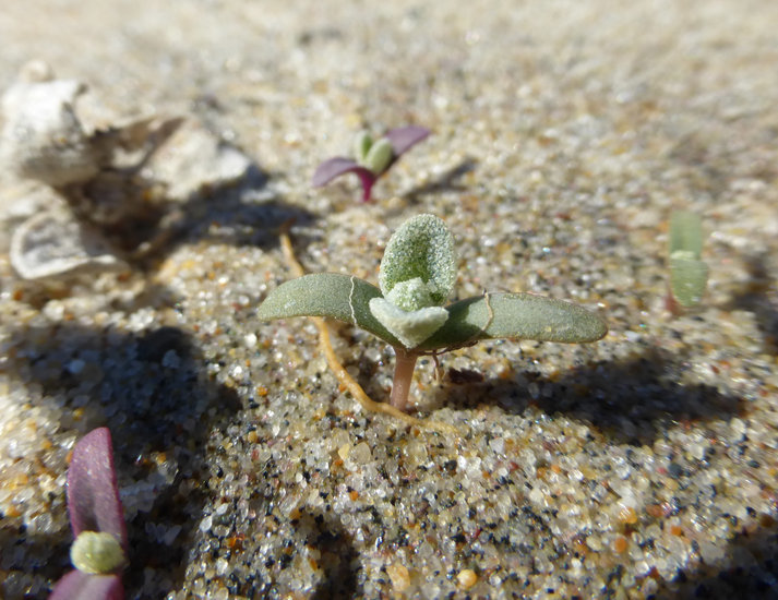 Imagem de Atriplex leucophylla (Moq.) D. Dietr.