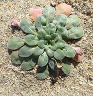 Image of <i>Camissoniopsis <i>cheiranthifolia</i></i> ssp. cheiranthifolia