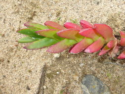 Image of ice plant