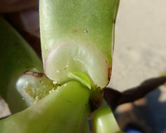 Carpobrotus chilensis (Molina) N. E. Br. resmi