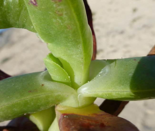 Carpobrotus chilensis (Molina) N. E. Br. resmi