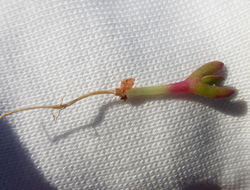 Carpobrotus chilensis (Molina) N. E. Br. resmi