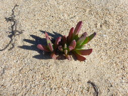 Carpobrotus chilensis (Molina) N. E. Br. resmi